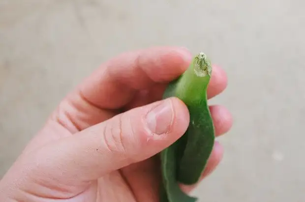 ఇంట్లో నిరుత్సాహపరిచేందుకు 5 చిట్కాలు succulents మొత్తం కాలనీ