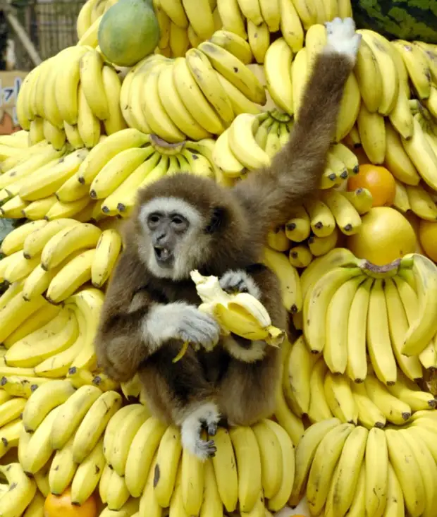 A világ népességének 73% -a helytelenül eszik a banánt! Az egész probléma ezekben a fehér szálakban