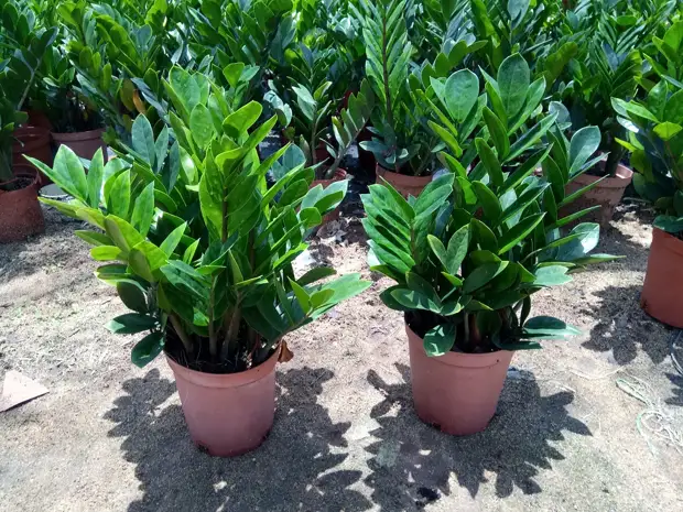 Zamioculcas-zamiifolia-naudas koki