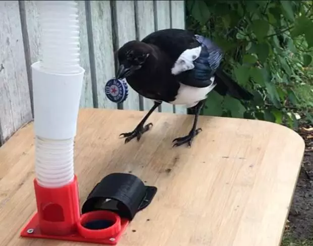 Τα crowlets δημιούργησαν ένα σύστημα που ενθαρρύνει τα πουλιά να συλλέγουν καλύμματα από φιάλες σε αντάλλαγμα για ζωοτροφές