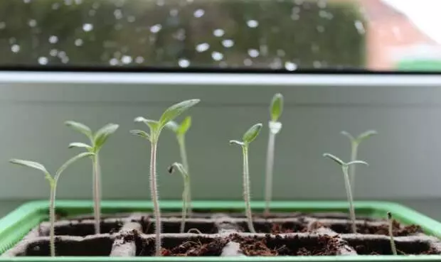 Ano ang ilalagay sa Enero sa Windowsill.