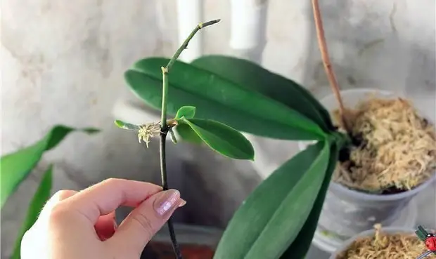 Crescer bebê na orquídea