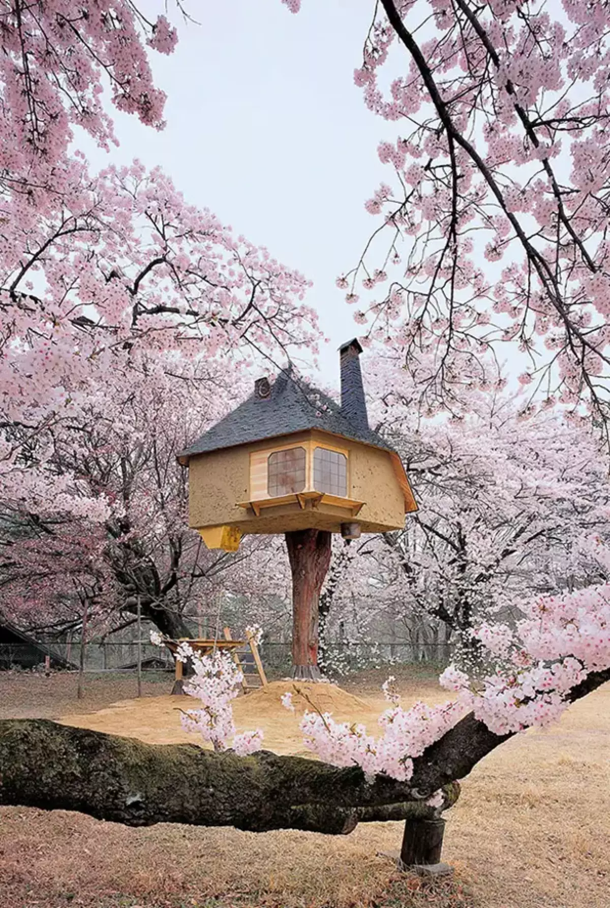 Casa de chá em uma árvore no Japão