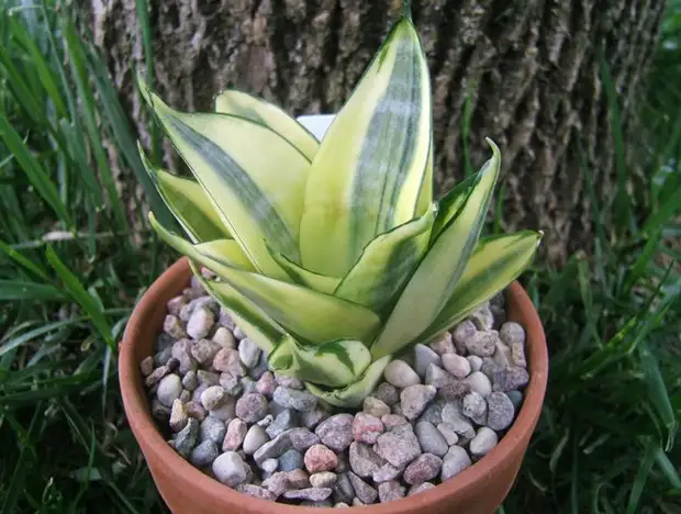 Mi sueño se ha vuelto mucho mejor cuando esta planta apareció en mi habitación ... ¡Ahora mi sueño es como un bebé!