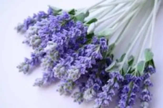 lavendel