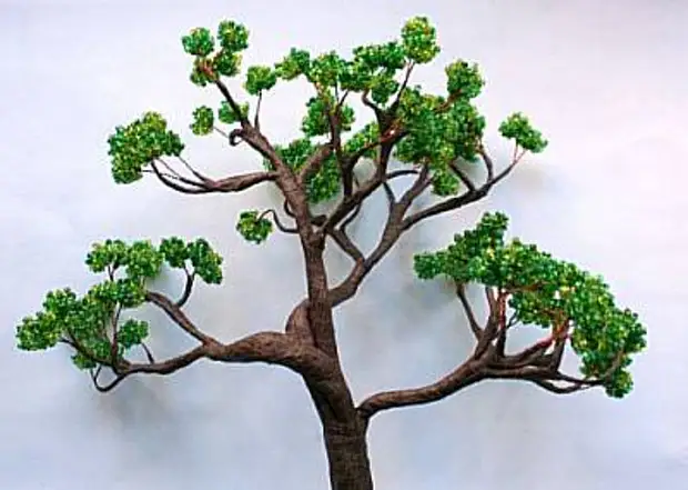 Cuenta de Clase Master Bonsai