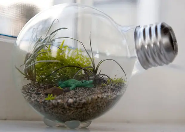 How to make a small terrarium in the light bulb - Lampoterrarium