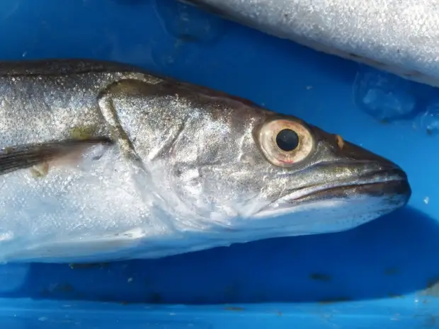 Lua mafuaʻaga autu pe aisea e faʻatau ai le heck e aunoa ma le ulu