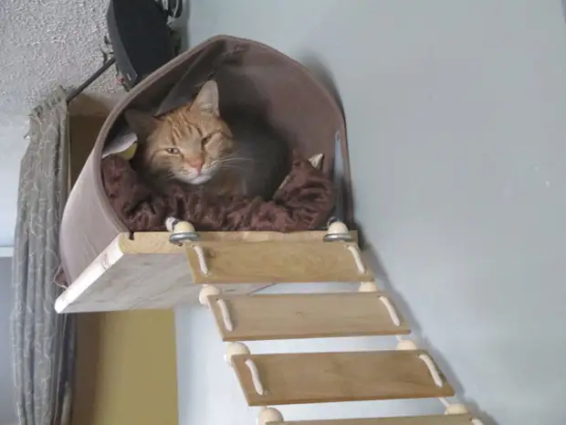 Vægmøbler (hylde) til katte gør det selv