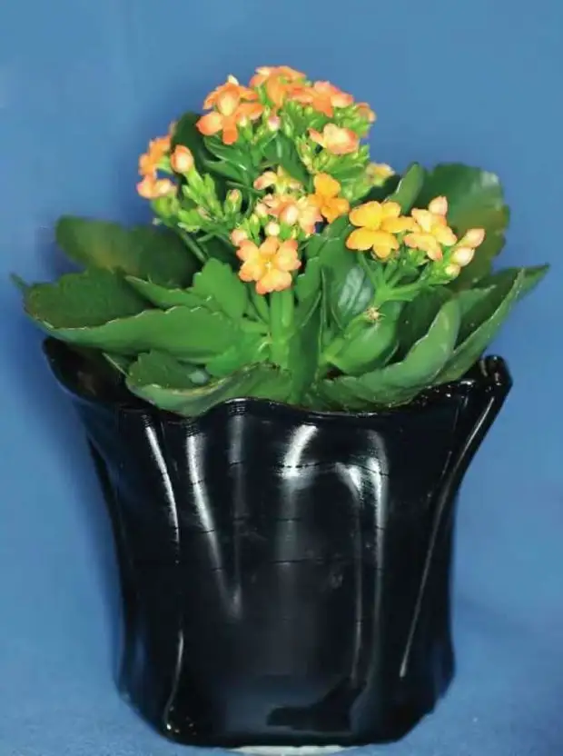 13. Vases des fleurs Vinyle Records, Intéressant, Aiguille, faites-le vous-même, faites-le, artisanat talentueux, photos