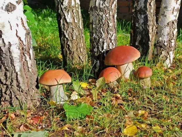 Culture de champignons blancs à la maison