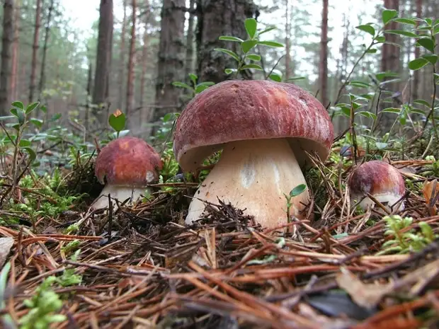 Kuinka kasvaa sieniä kotona