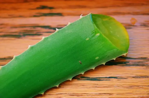 Aloe dengan baik mendinginkan kulit saat bercukur.