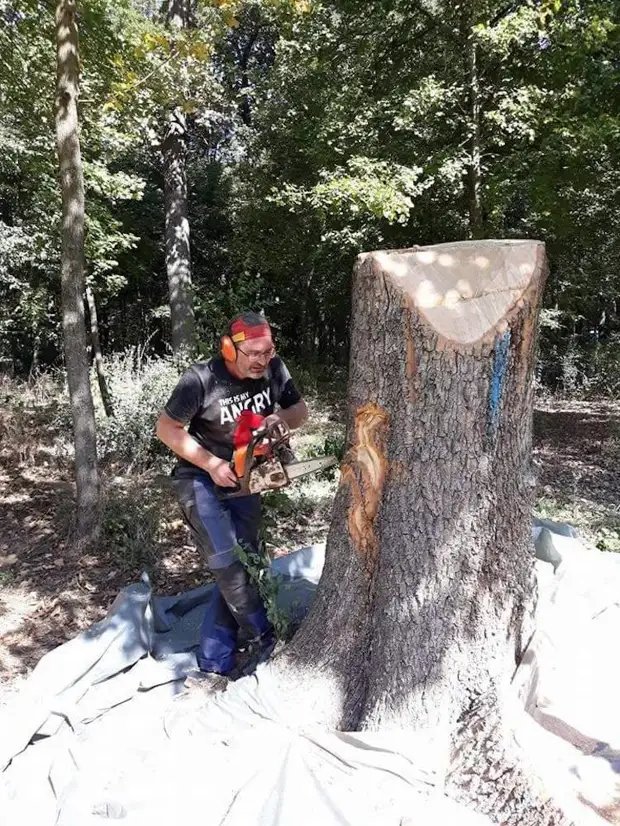 En kille av motorsåg vände ruttande stubbe i en hink med ett flytande vattenträd, skönhet, stump, gör det själv, gör, skulptur