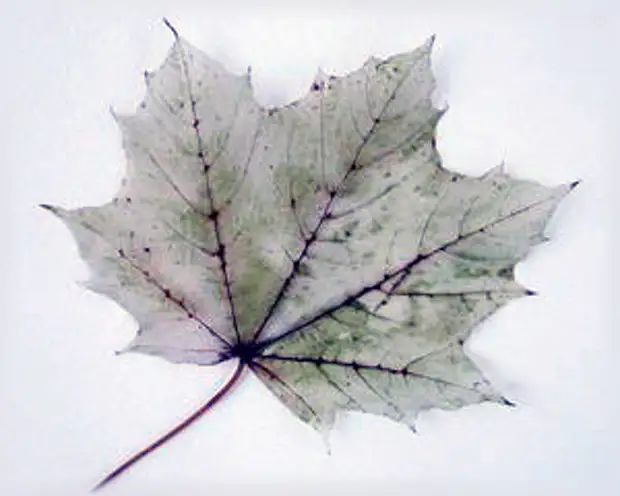 Skeleton Leaf li malê