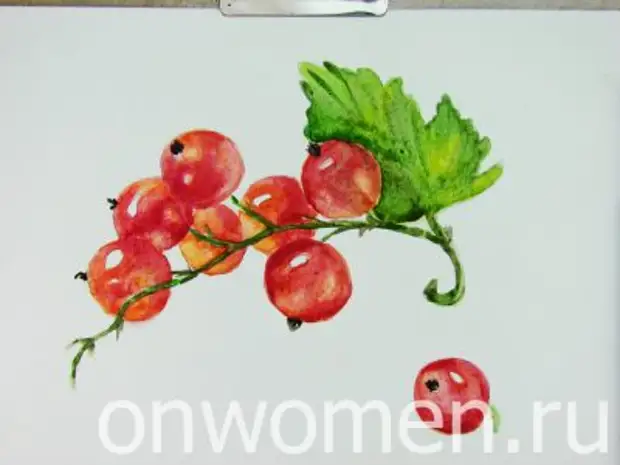 Red currant watercolor.