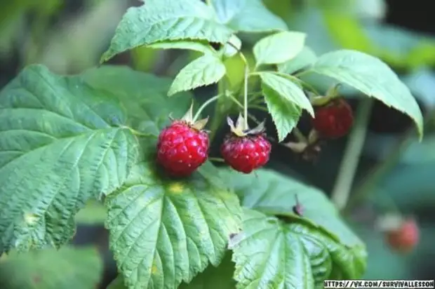 Tratamento dos arrefriados no bosque