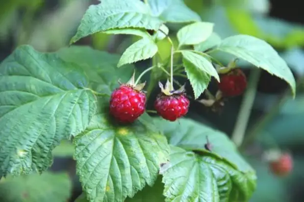 Raspberry ata