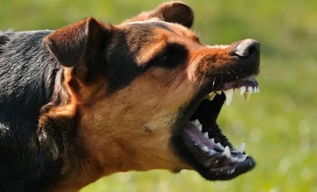 Speciální síly radí: Jak jednat při útoku na vtip pro psy, sebeobrana, fakta, čipy