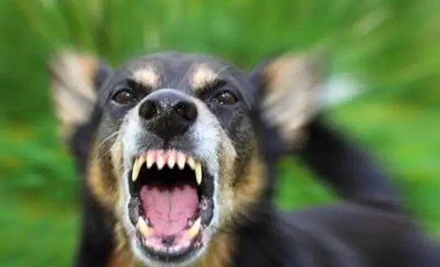 Speciální síly radí: Jak jednat při útoku na vtip pro psy, sebeobrana, fakta, čipy