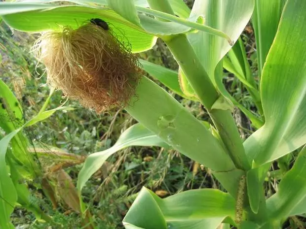 6 reasons to abandon corn forever! No longer branches ...