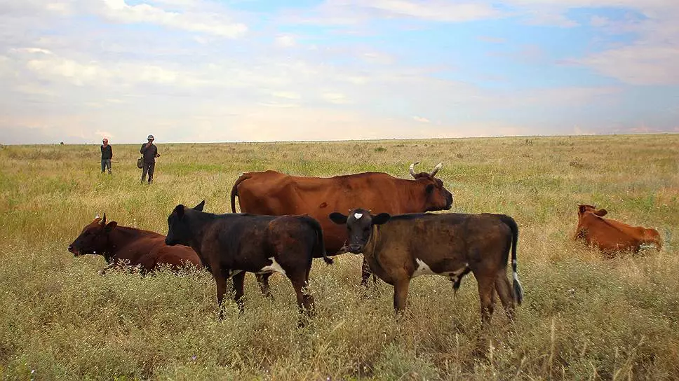 Nrọ Thishchenko: Cows 50 cows na ego nke puku mmadụ asatọ