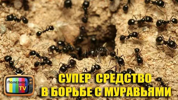 Шоргоолжтой тэмцэх арга замыг олсон