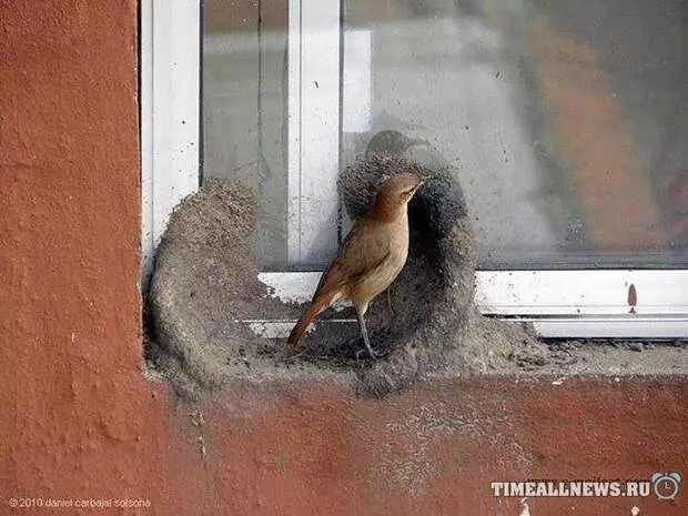 Construyó la casa, dirigió a su esposa. ¡Hombres!