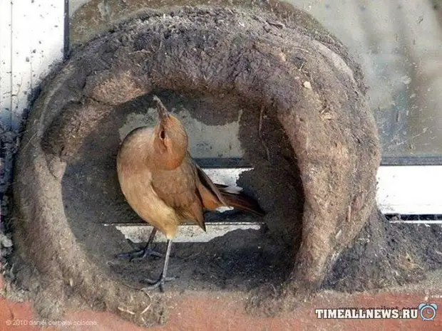 Байшин барьсан, түүний эхнэрийг удирдуулсан. Эрэгтэй!