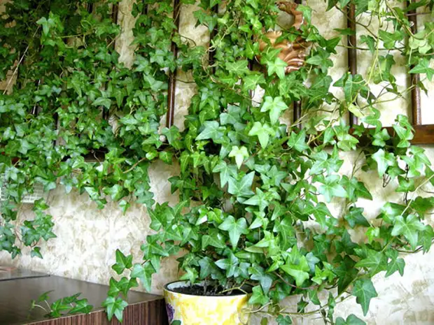 Ivy Garden Frost-resistant