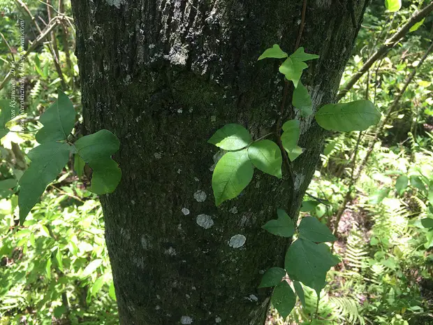 Gairdín Ivy i bpota