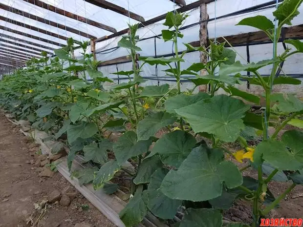कसरी देशको मौसम को लागी एक मिलियन कमाउने: stavrool बाट किसान