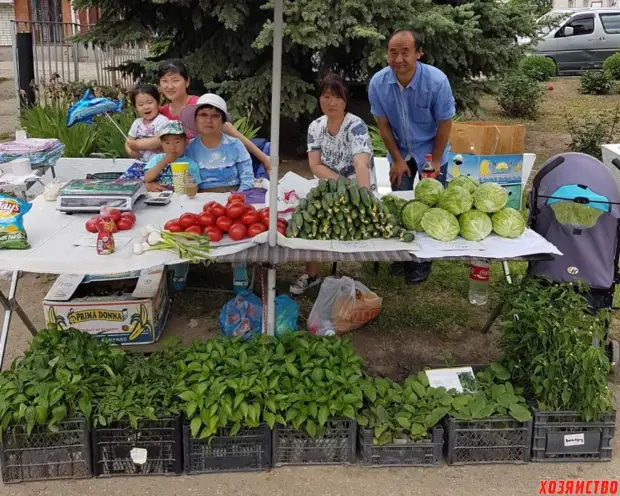 如何為鄉村季節賺一百萬：來自Stavropol的農民的秘密