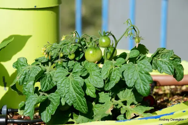 Verticale tuin van vat