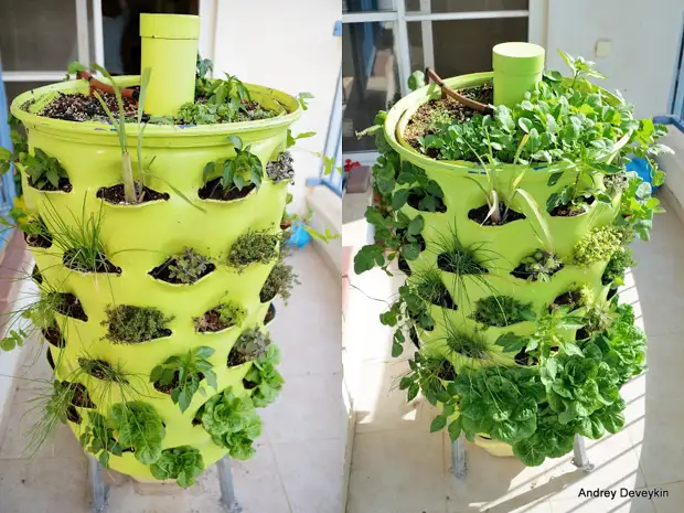 Vertical garden from barrel