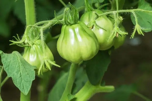 3 razões removem as folhas inferiores em tomates