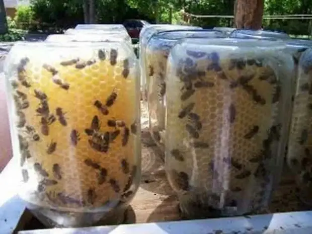 Honig sofort in Banken? Eine brillante Lösung für diejenigen, die sich entschieden haben, sich auf Bienen genial, Honig, Bienen zu engagieren, tun Sie es selbst, Waben, Bienenstock