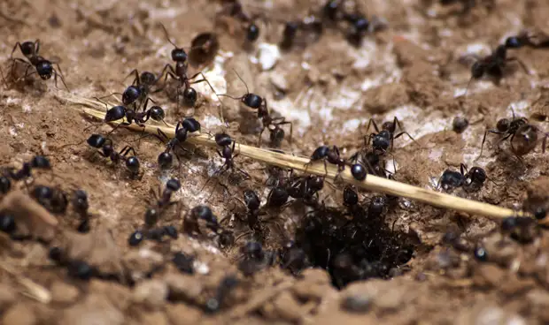 Más de 20 maneras mágicas de aplicar sal en el hogar. ¡Impresionante!