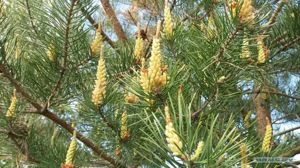 私が松葉花粉を集めたように...