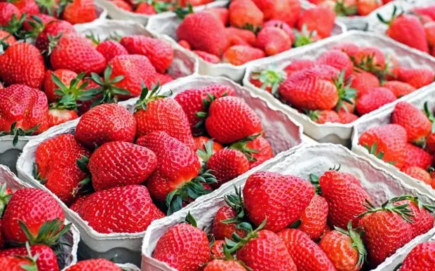 Bagaimana untuk memilih strawberi yang betul?