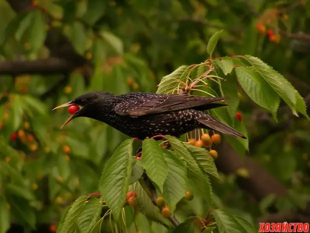 Cara nyimpen snesh saka manuk