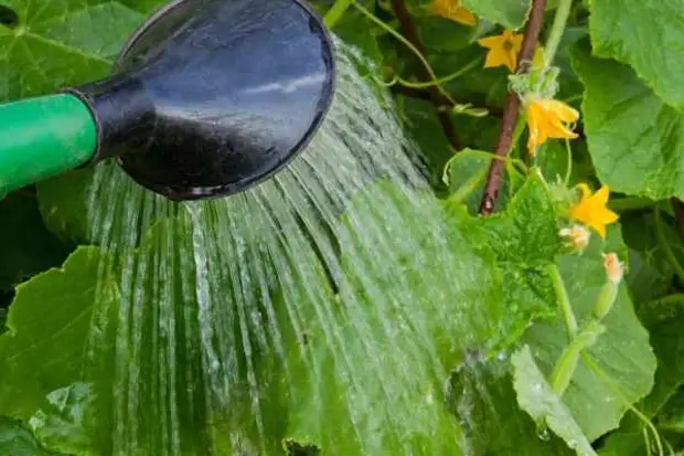 Rechte waterplanten