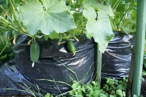 Kokwamba a cikin jaka - 1000 cucumbers akan murabba'in murabba'i ɗaya