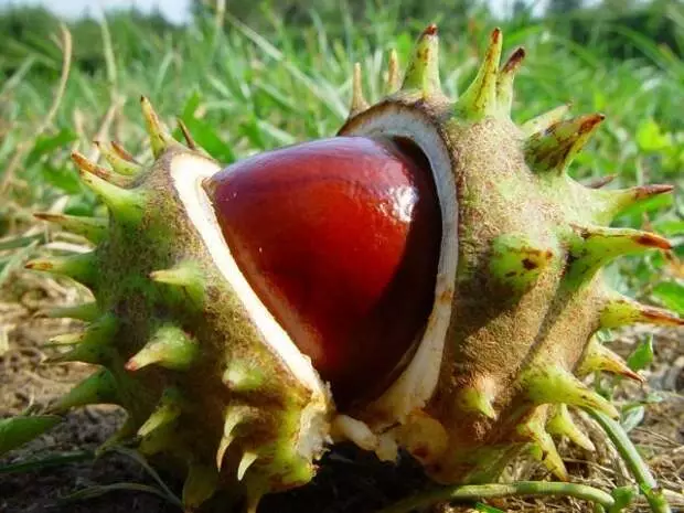 Autumn crafts from chestnuts