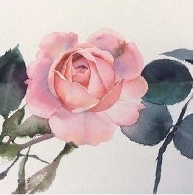 Sinikeza ama-roses we-watercolor: isigaba se-master