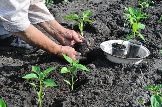 Grow a strong pepper seedlings in your way