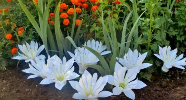 Incrible beleza das botellas ordinarias