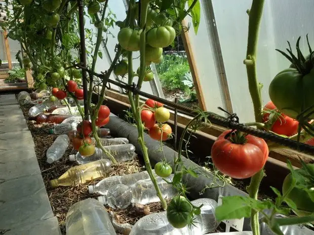 Tomates sin riego: experiencia personal.