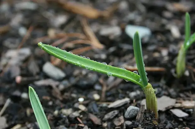 ଘରର ଯୁବ ରକ୍ଷାରେ ବ grow ନ୍ତୁ |