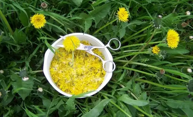 Rawaya Ginseng - Dandelion Amfani